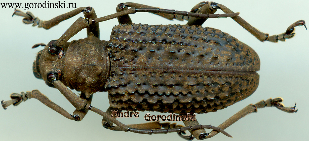 http://www.gorodinski.ru/cerambyx/Trachystola granulata.jpg